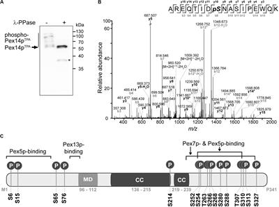 Pex14p Phosphorylation Modulates Import of Citrate Synthase 2 Into Peroxisomes in Saccharomyces cerevisiae